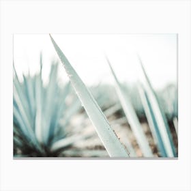 Agave Tequila Farm Canvas Print