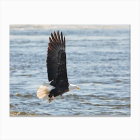 Bald Eagle Over the Mississippi Canvas Print