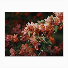 Close Up Of Pink Blossoms 16730750 Canvas Print