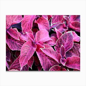 Pink-Purple leaves Canvas Print