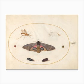 Two Moths, Two Chyrsalides, And Other Insects, Joris Hoefnagel Canvas Print