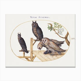 Barn Owls With A Mouse, Eagle Owl And Another Owl (1575–1580), Joris Hoefnagel Canvas Print