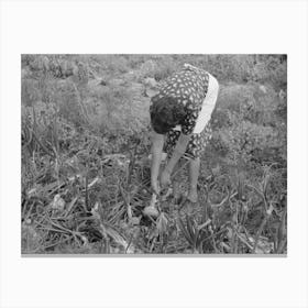 Spanish American Fsa (Farm Security Administration) Client Pulling Onion From Her Garden, Taos County, New Mexico Canvas Print