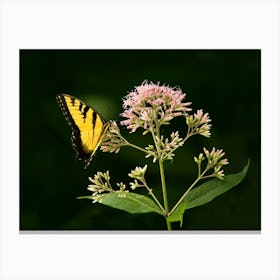 Yellow Swallowtail Canvas Print