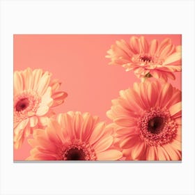 Vintage peach blooming beauties gerbera flowers - peach fuzz trend - nature and travel photography by Christa Stroo Photography Canvas Print