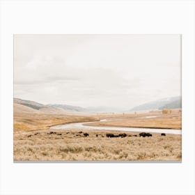 Rustic Bison Scenery Canvas Print