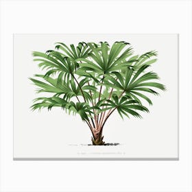 Vintage Palm Tree Illustration Canvas Print
