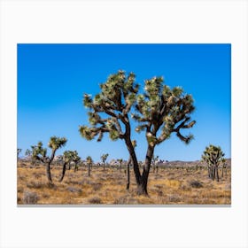 Joshua Trees In The Mojave Desert Canvas Print