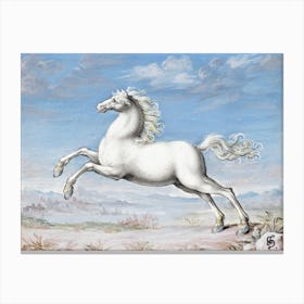 White Horse, Joris Hoefnagel Canvas Print