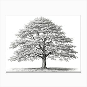 maple tree pencil sketch ultra detailed 4 Canvas Print