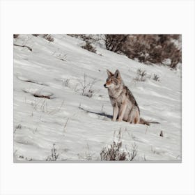 Winter Coyote Scenery Canvas Print