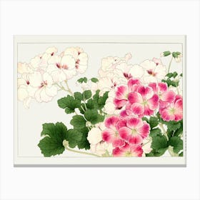 Geraniums Canvas Print