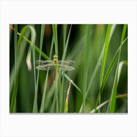 Dragonfly In The Reeds Canvas Print