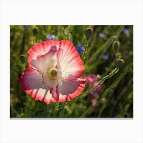 Pink and white petals of a poppy Canvas Print
