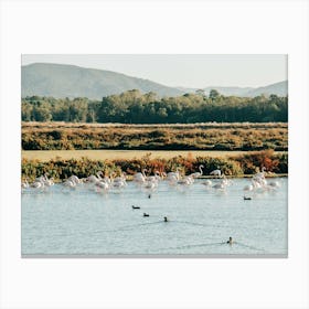 Flamingos In Ria Formosa National Park In Algarve In Portugal Canvas Print