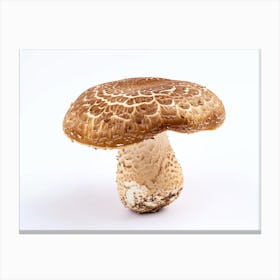 Fungus Isolated On White Canvas Print