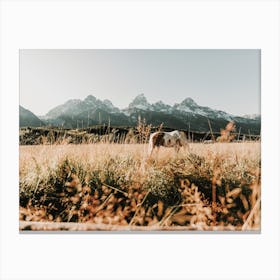 Montana Horse In Field Canvas Print