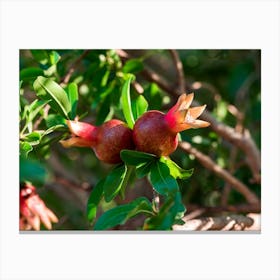 Pomegranate Tree Canvas Print