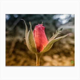 Rosebud 20170817 1443rt1pub Canvas Print