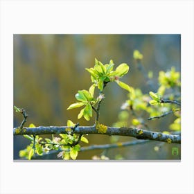 Spring Tree Branch 20220402 249ppub Canvas Print