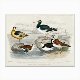 European Oyster Catcher, Grey Phalarope , Purre Or Dunlin, Ringed Dotterel, Turnstone, Oliver Goldsmith Canvas Print