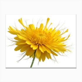 Dandelion Flower With White Seeds Blooming Nature Canvas Print