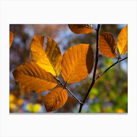 Golden-brown beech leaves, autumn forest Canvas Print