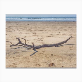 Driftwood On The Beach Canvas Print