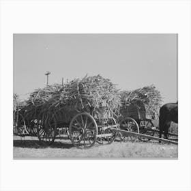 Untitled Photo, Possibly Related To Farmer Astride Horse Pulling Sugarcane To Railroad Loading Platform Near Canvas Print