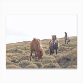 Iceland Horses Canvas Print