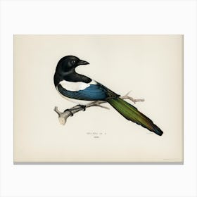 Eurasian Magpie (Pica Pica), The Von Wright Brothers Canvas Print