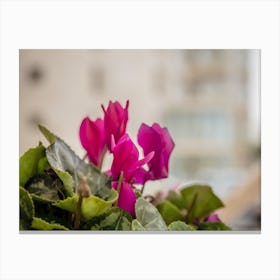 Pink Cyclamen Flowers Canvas Print