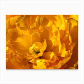 Yellow Tulip Canvas Print