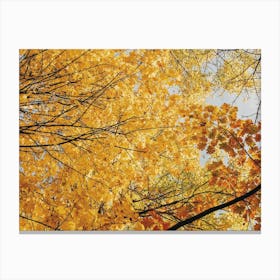 Autumn Leaf Canopy Canvas Print