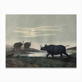 Vintage Kolb 5 Tafel 33 Nashorn Canvas Print