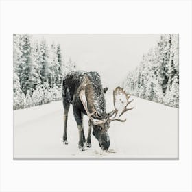 Alaskan Moose In Winter Canvas Print