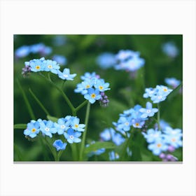 Forget Me Not flowers Canvas Print