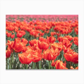 Bold orange tulips with pink tulips in the background - floral dutch summer nature and travel photography by Christa Stroo Photography Canvas Print