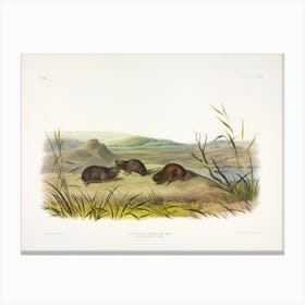 Northern Meadow Mouse, John James Audubon Canvas Print