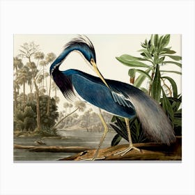 Louisiana Heron, 1834, Birds Of America, Audubon Remastered and Restored Classic Heron Print, Plate Ccxvii Canvas Print