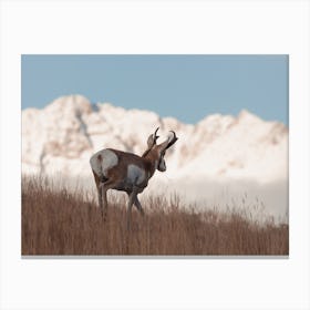 Hillside Antelope Canvas Print