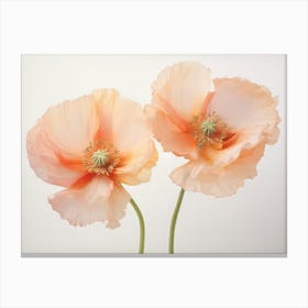 Poppies 1 Canvas Print