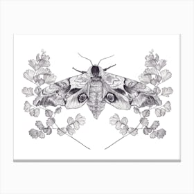 Eyed Hawk Moth Canvas Print