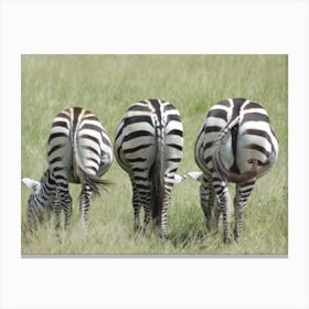 Zebras Grazing Canvas Print