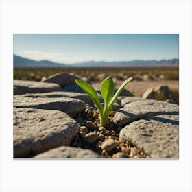 Plant Growing Out Of A Rock Canvas Print