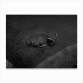 A Lonely Mountain Goat Resting. Black And White Canvas Print