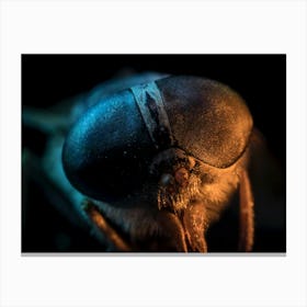 Close Up Of A Fly Canvas Print