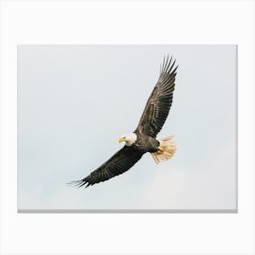 Flying Bald Eagle Canvas Print