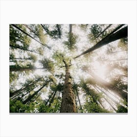 Looking Up Canvas Print