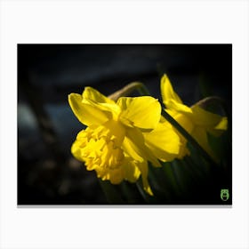 Daffodils 20190309 8ppub Canvas Print